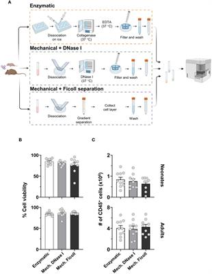 Dissociation protocols influence the phenotypes of lymphocyte and myeloid cell populations isolated from the neonatal lymph node